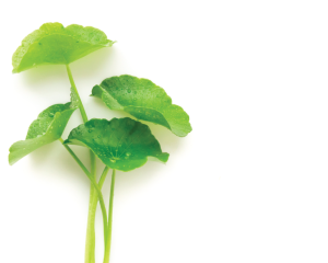 Ekologiczny ekstrakt z wąkroty azjatyckiej (Centella asiatica) – organiczny