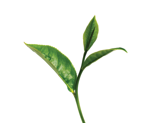 Woda kwiatowa (hydrolat) z zielonej herbaty - ECOCERT