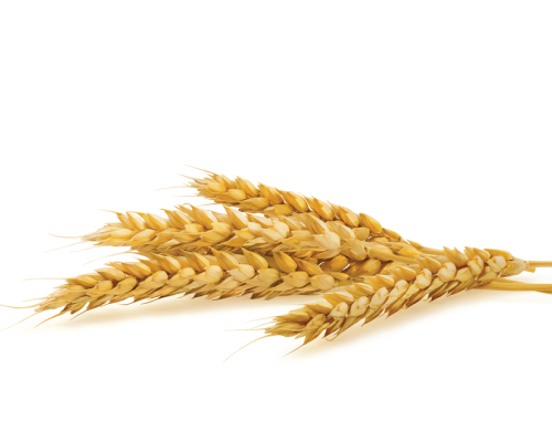 Proteiny zbożowe