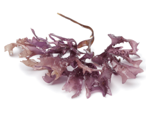 Silicone vegetable algae - carrageenan 