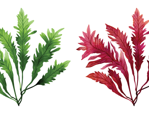 Mix algowy:  fucus  vesiculosus i lithothamnium calcareum