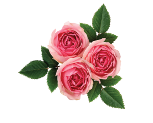 FANTASY ROSE (olejek różany zapachowy) 